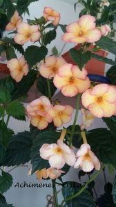 Anna Foya -Erika - Galben - nuante