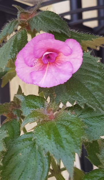Blueberry Lemon S - Achimenes 2020