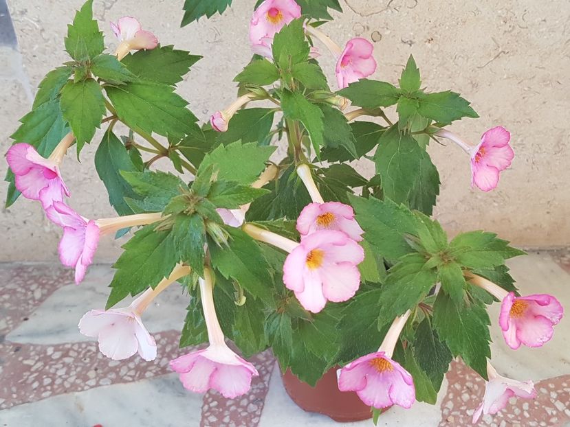 Amour - Achimenes 2020
