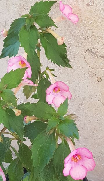 Amour - Achimenes 2020