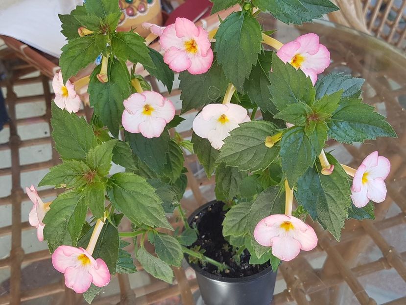 Ivory Blush - Achimenes 2020