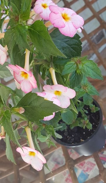 Ivory Blush - Achimenes 2020