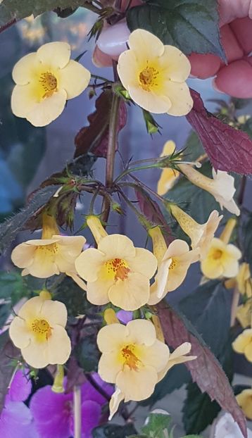 Yellow Beauty - Achimenes 2020