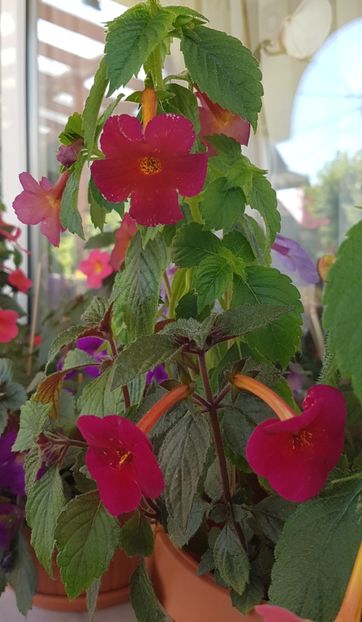 Amazing Grace - Achimenes 2020