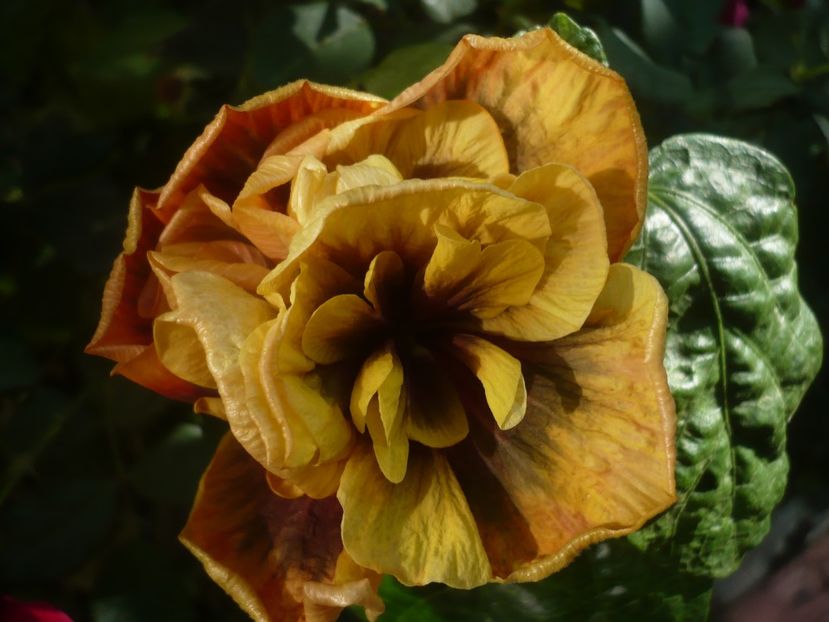 P1450072 - HIBISCUSI 2020-2