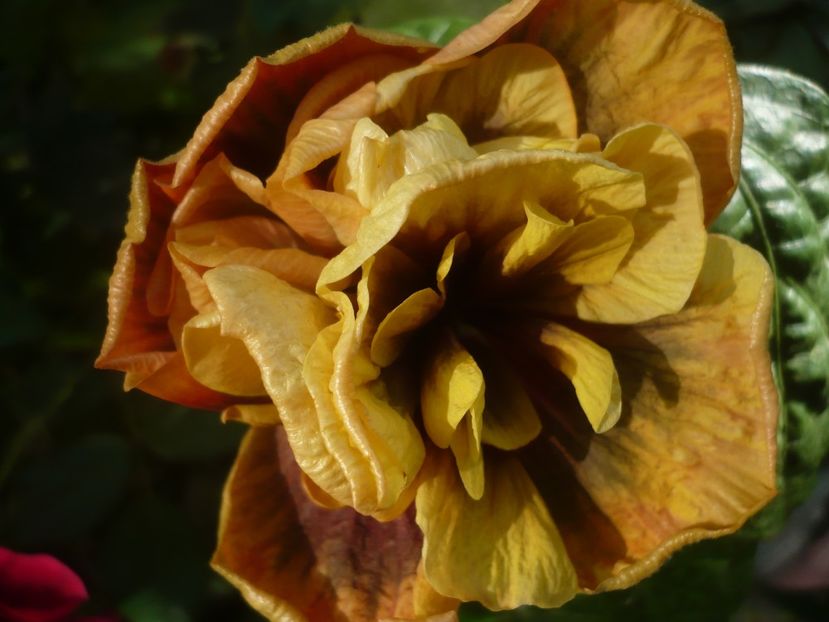 P1450073 - HIBISCUSI 2020-2