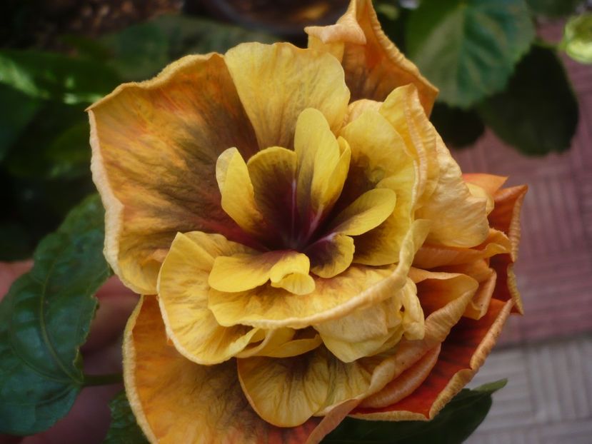 P1450075 - HIBISCUSI 2020-2