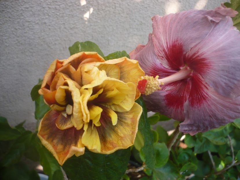 20.07.2020 - Bo Den Ghyphon