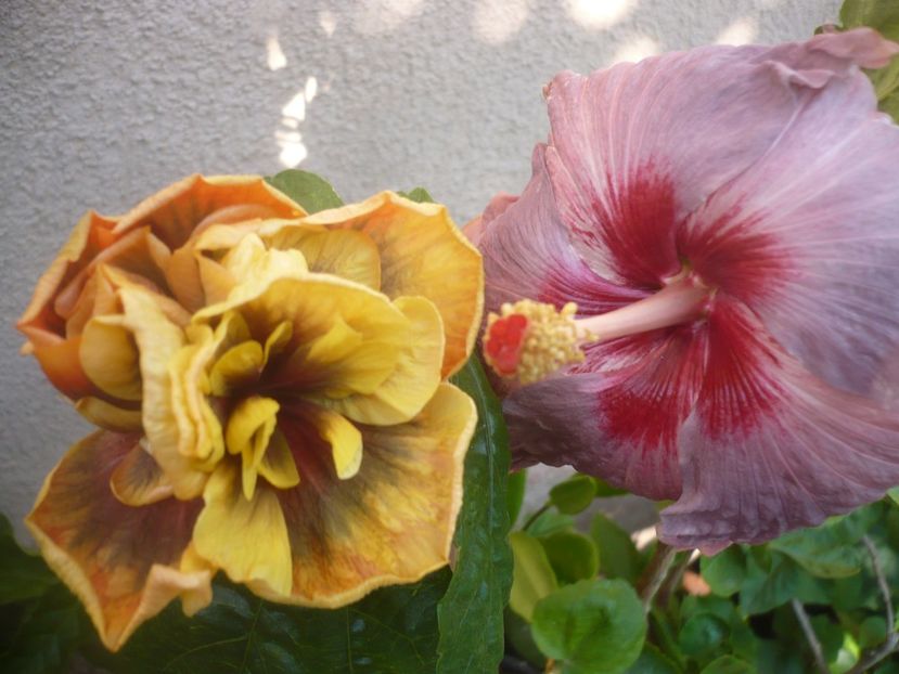 P1450068 - Bo Den Ghyphon