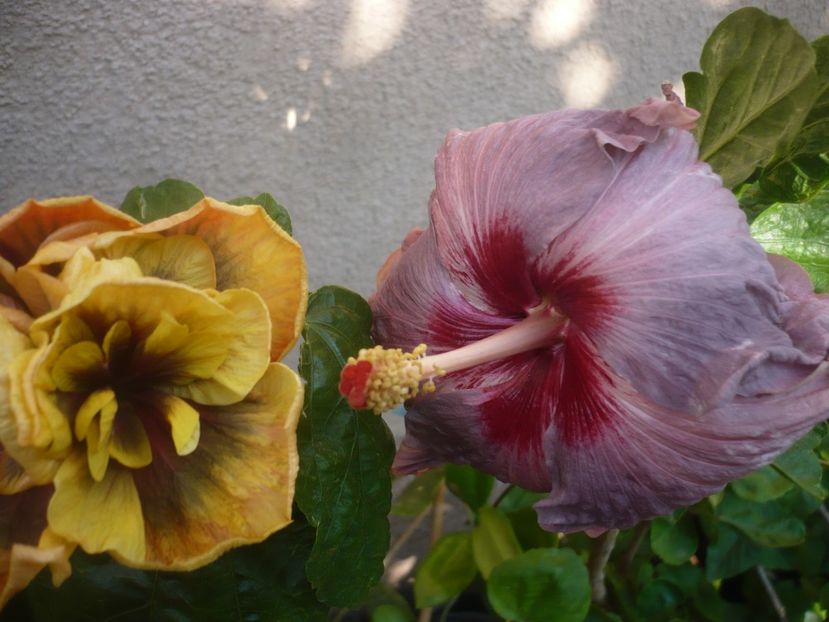 P1450069 - Bo Den Ghyphon