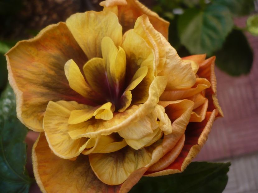 P1450076 - Bo Den Ghyphon