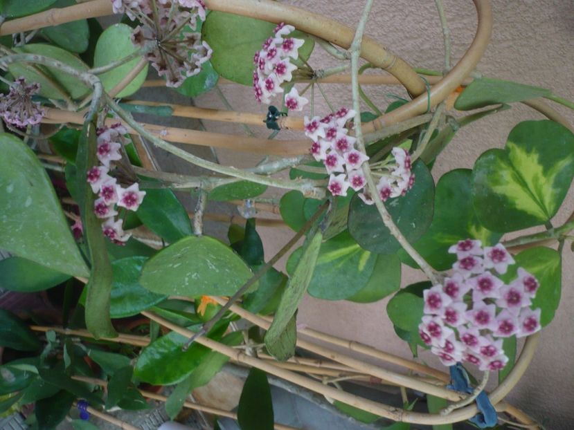 P1450078 - HOYA 2020-1