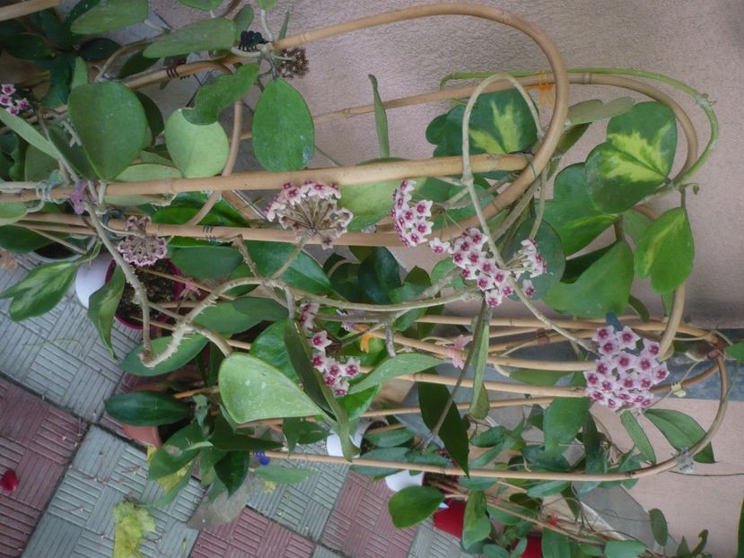 P1450079 - HOYA 2020-1
