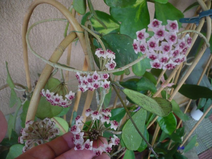 P1450080 - HOYA 2020-1