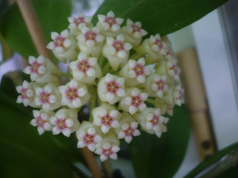 P1450081 - HOYA 2020-1