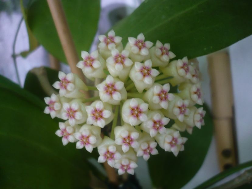 P1450083 - HOYA 2020-1