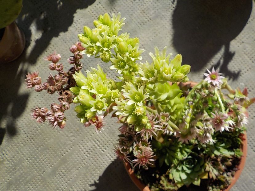  - Genul Sempervivum
