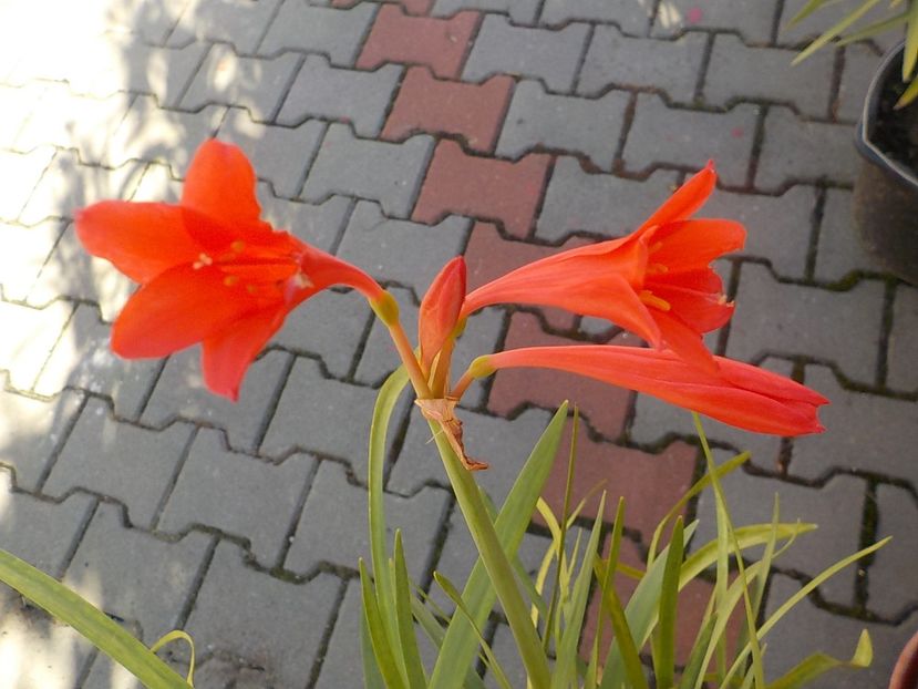  - cyrtanthus elatus