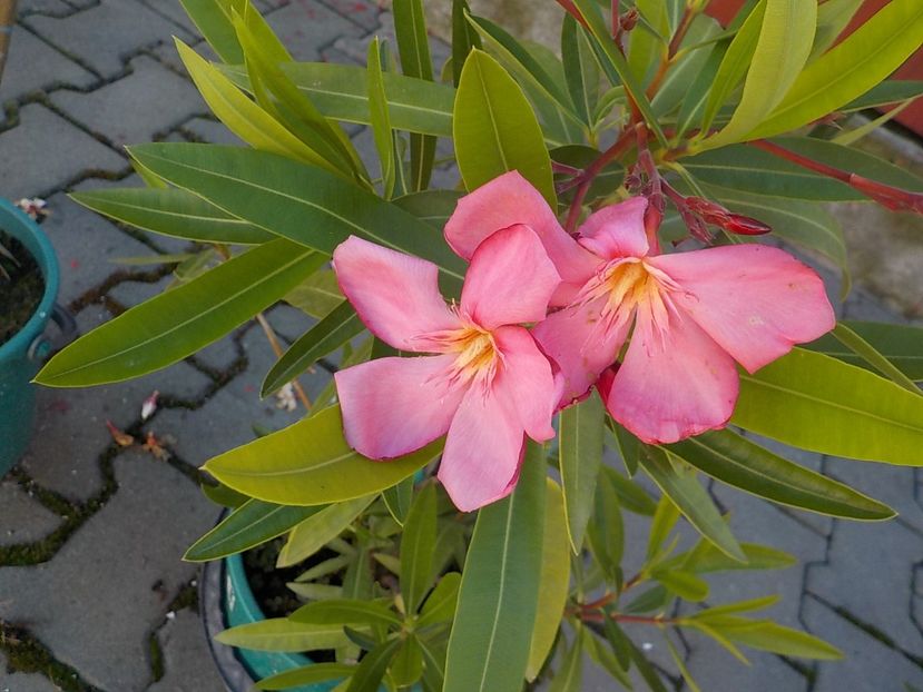  - maresciallo graziani nr 79