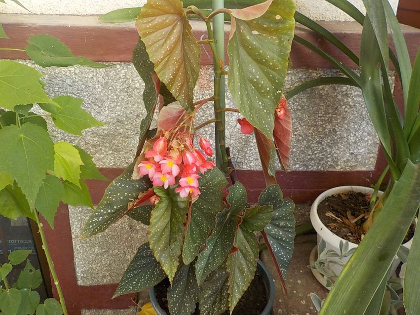  - begonia lucernae