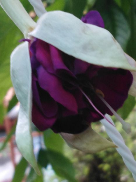 Deep purple - My Fuchsia Collection