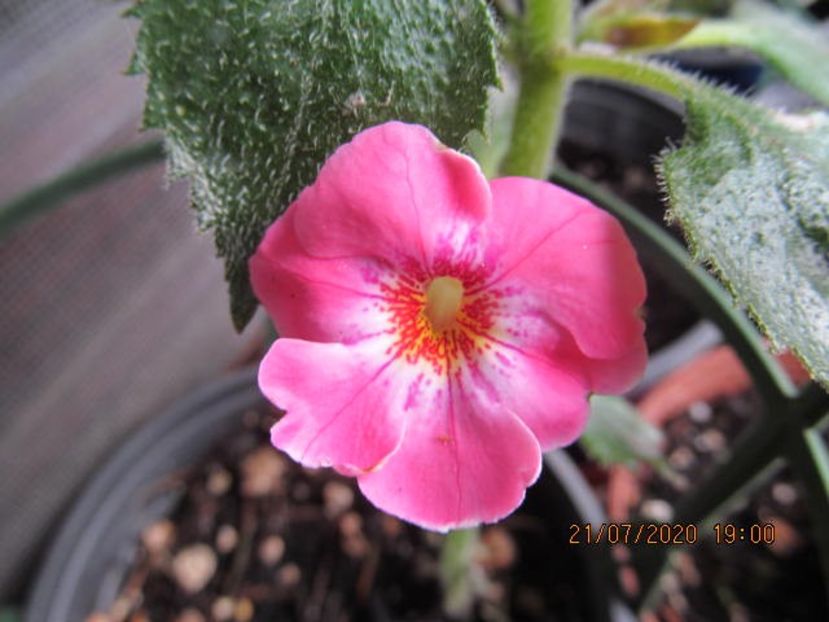 xA Julia Hudson - Achimenes 2020
