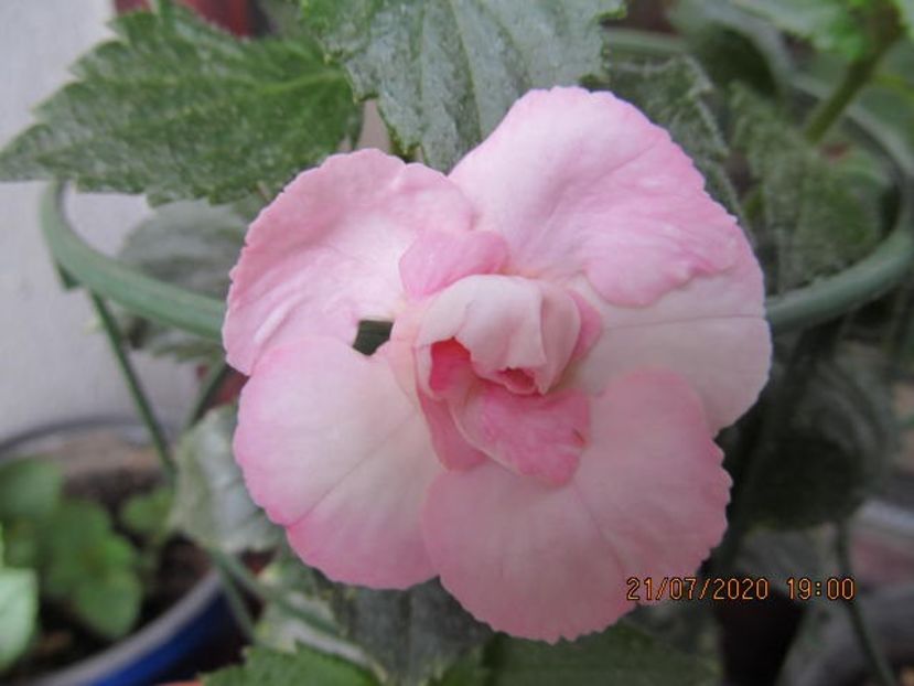 RF's Glamour - Achimenes 2020