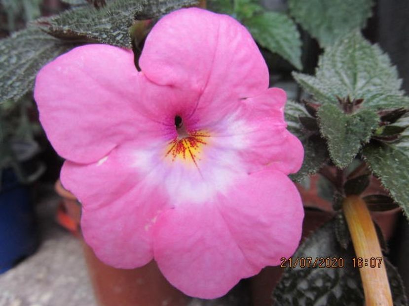 RF's Tapatian Dres - Achimenes 2020