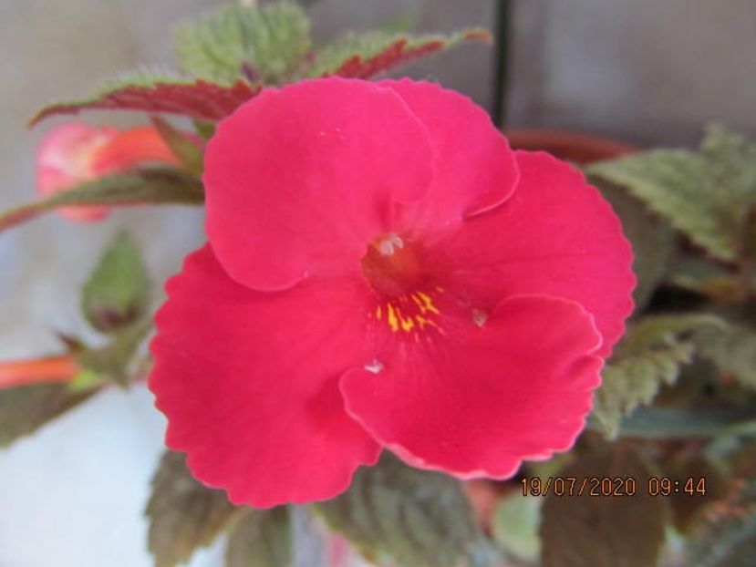 xA Polly Tan - Achimenes 2020