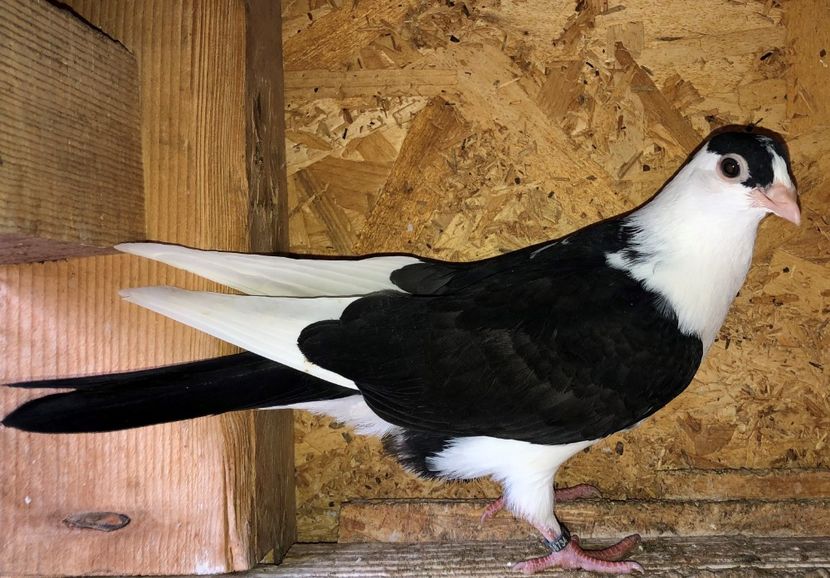 8734  mascul  2020_1 - tineret 2020