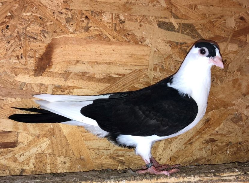 8734  mascul  2020_3 - tineret 2020