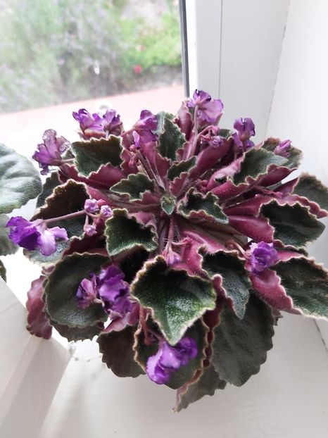 poza net - PL Zemfira