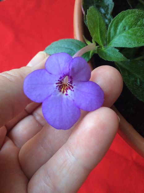 20.07.2020– Electra - Achimenes 2020