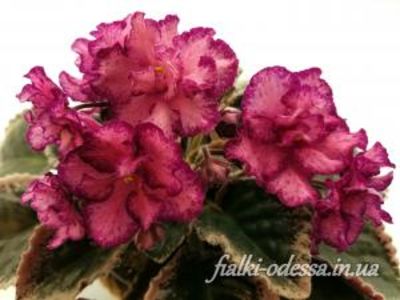 BUCKEYA CRANBERRY SPARKLER - A aaa VIOLETE