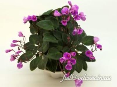 FLASHY TRAIL - A aaa VIOLETE