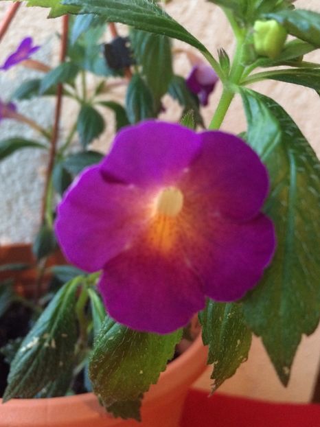 20.07.2020– BriD’s Magie - Achimenes 2020