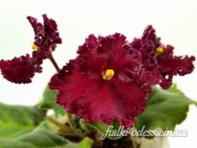 LE SILK LACE  large - A aaa VIOLETE