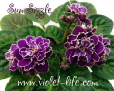 SUN SIZZLE - A aaa VIOLETE