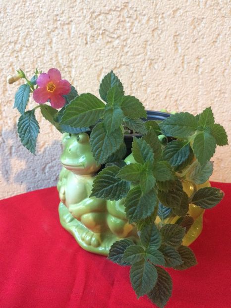 20.07.2020– Amazing Grace - Achimenes 2020