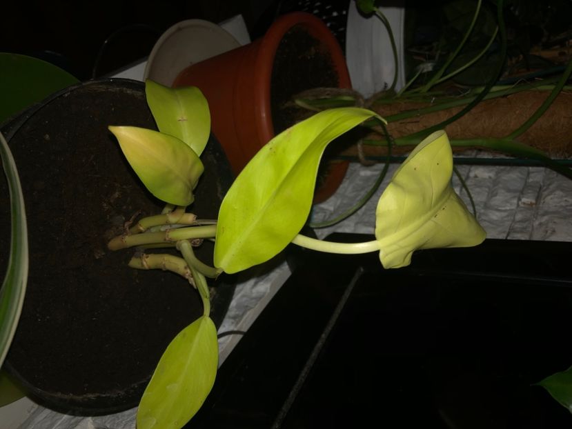 Selloum Gold philodendron - Philodendron