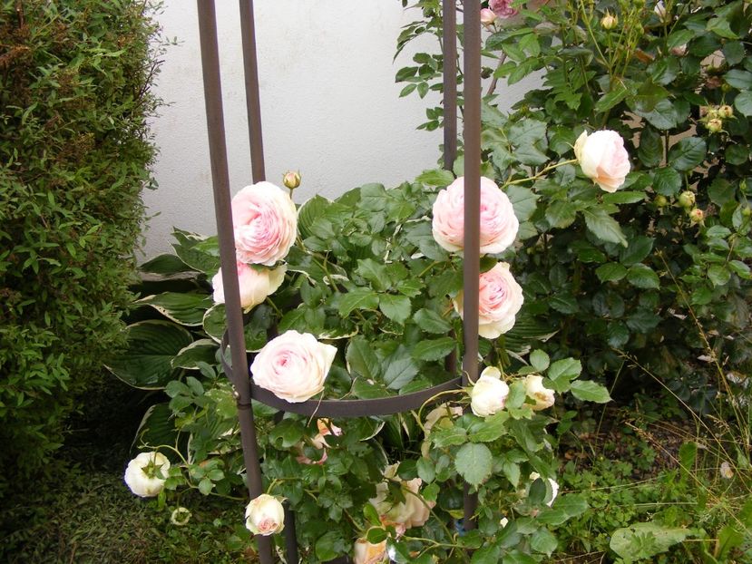Eden Rose - Gradina 2020