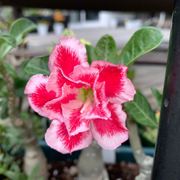  - Jurnalul gradinii 2020