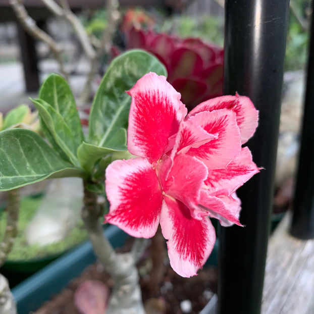  - Jurnalul gradinii 2020