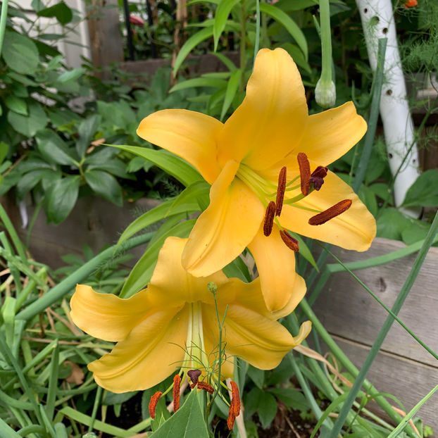  - Jurnalul gradinii 2020