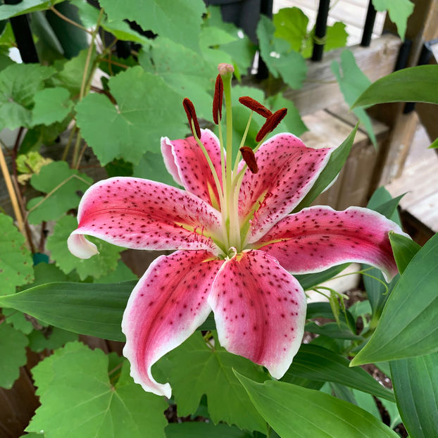  - Jurnalul gradinii 2020