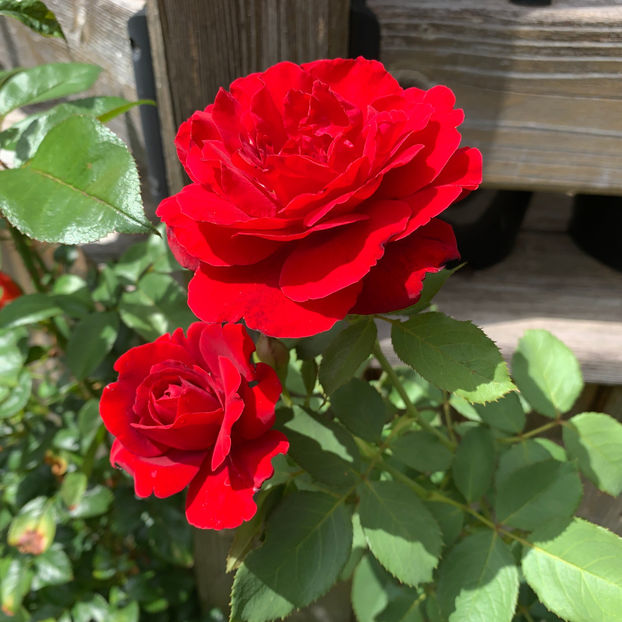  - Jurnalul gradinii 2020