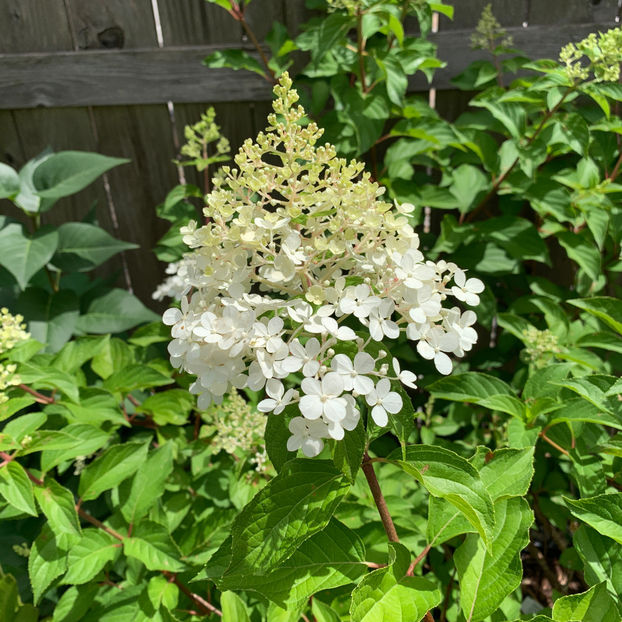  - Jurnalul gradinii 2020