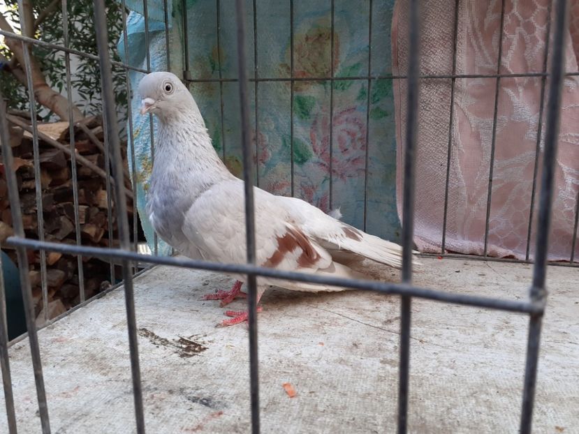  - 1-Argintiu Romanesc