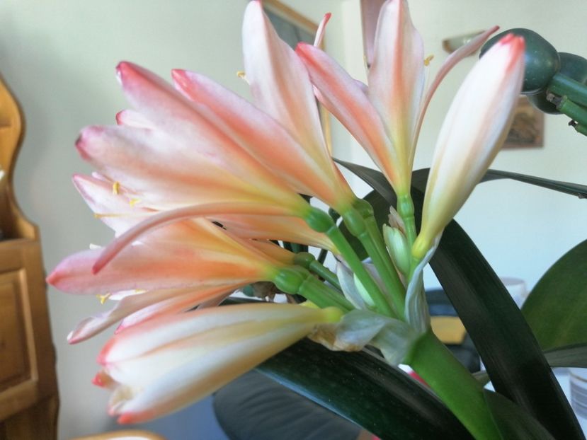  - CLIVIA