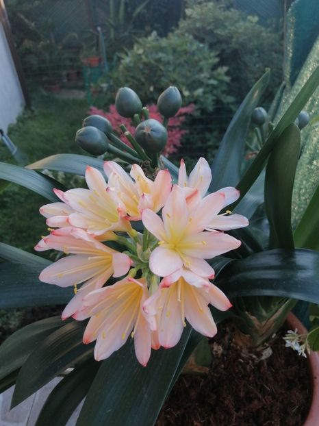  - CLIVIA